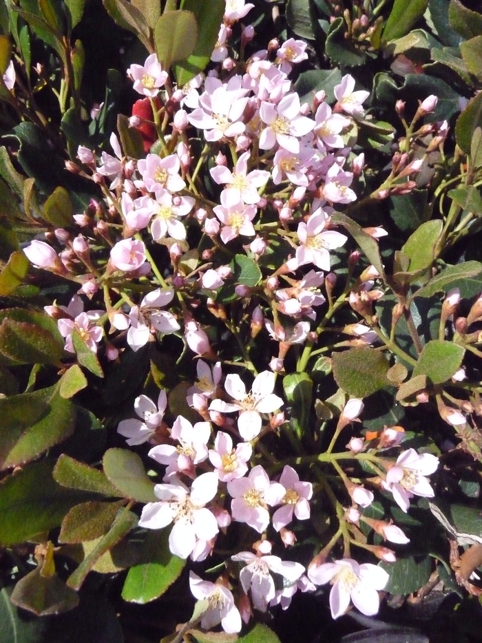 'Eleanor' Indian Hawthorn - Rhaphiolepis indica from 93 Nursery and Landscape Supply
