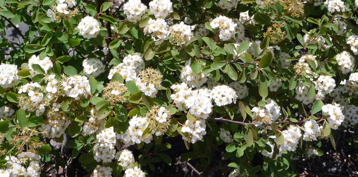 Bridal Wreath Spirea - Spiraea prunifolia from 93 Nursery and Landscape Supply