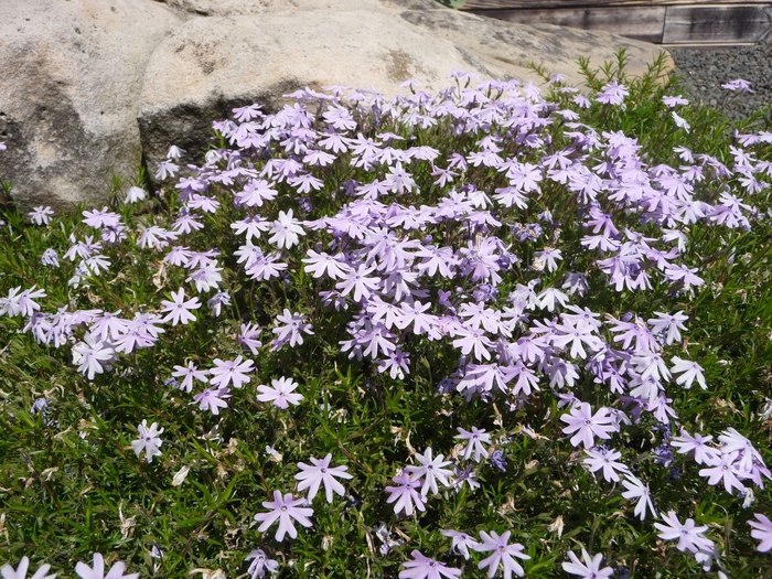 Moss Phlox - Phlox nivalis from 93 Nursery and Landscape Supply