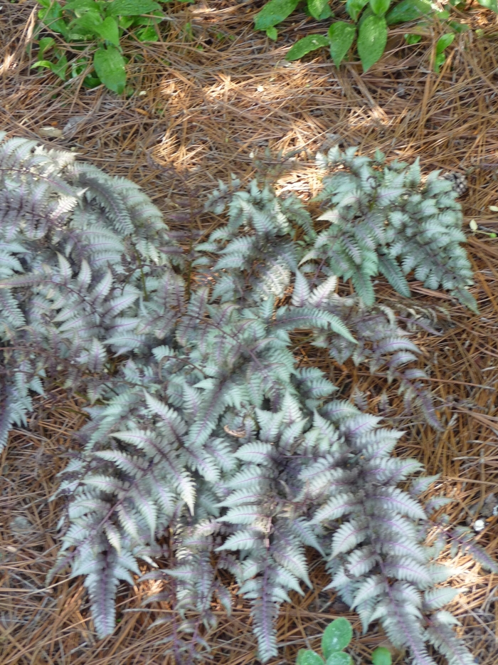 Japanese Painted Fern - Athyrium niponicum from 93 Nursery and Landscape Supply