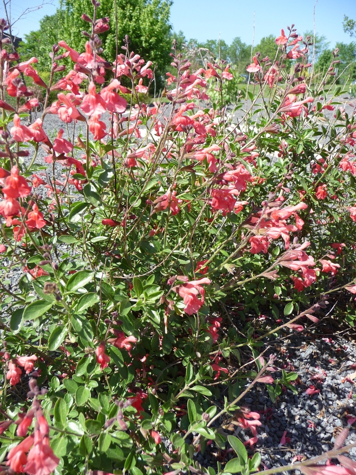 Red Autumn Sage - Salvia greggii from 93 Nursery and Landscape Supply