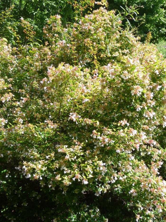 'Francis Mason' Glossy Abelia - Abelia x grandiflora from 93 Nursery and Landscape Supply