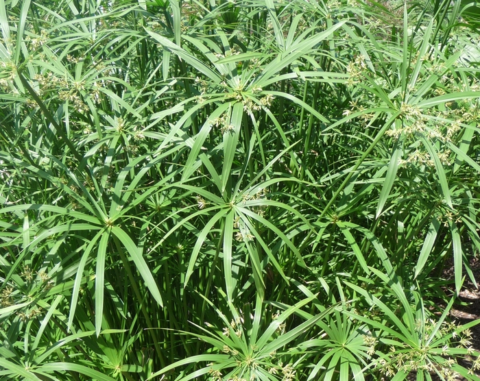 Umbrella Plant - Cyperus alternifolis from 93 Nursery and Landscape Supply