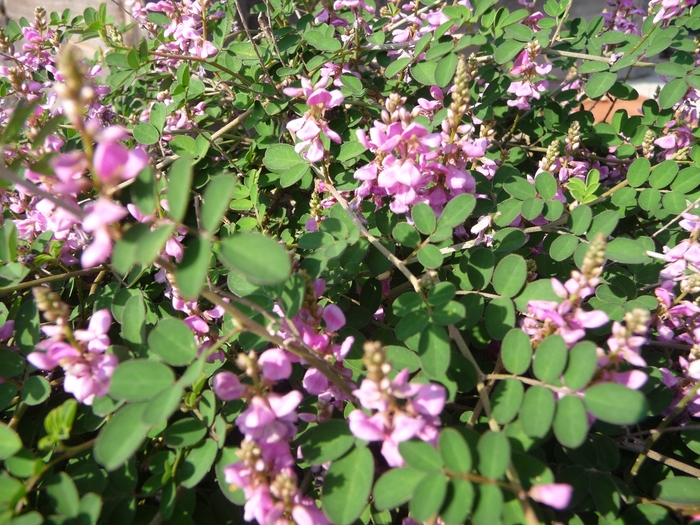 Indigo - Indigofera pseudotinctoria from 93 Nursery and Landscape Supply