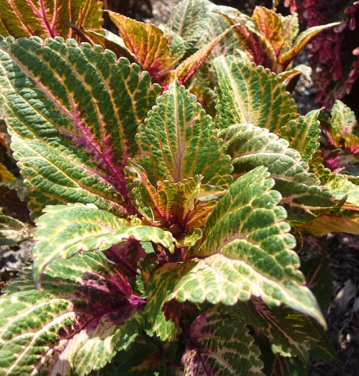 Shade Coleus Mix - coleus from 93 Nursery and Landscape Supply