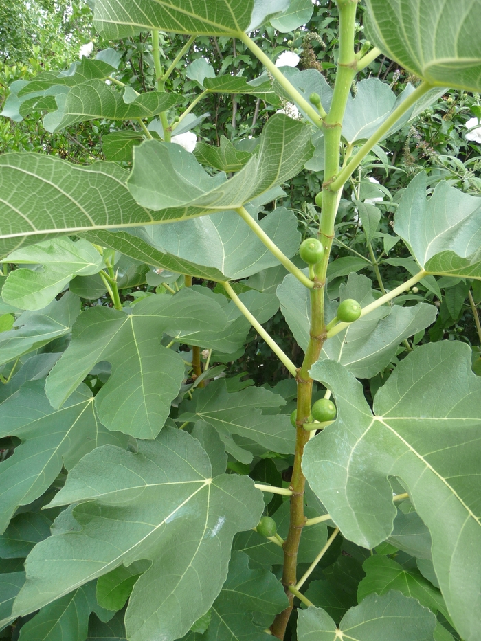 LSU Purple Fig - Ficus carica from 93 Nursery and Landscape Supply