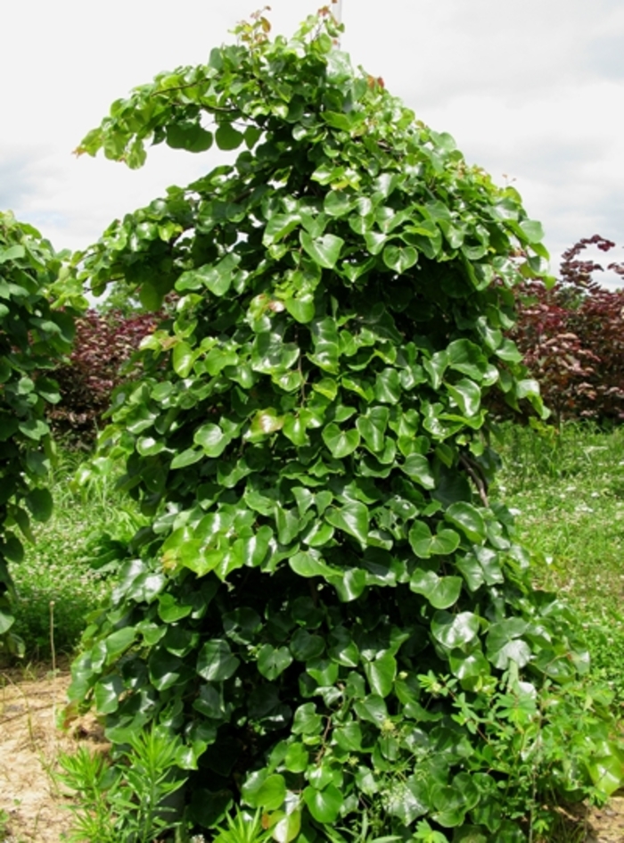 'Traveller' Weeping Redbud - Cercis canadensis var. texensis from 93 Nursery and Landscape Supply