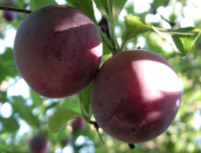 'Santa Rosa' Plum - Prunus salicina from 93 Nursery and Landscape Supply