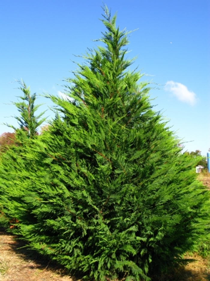Leyland Cypress - Cupressocyparis leylandii from 93 Nursery and Landscape Supply
