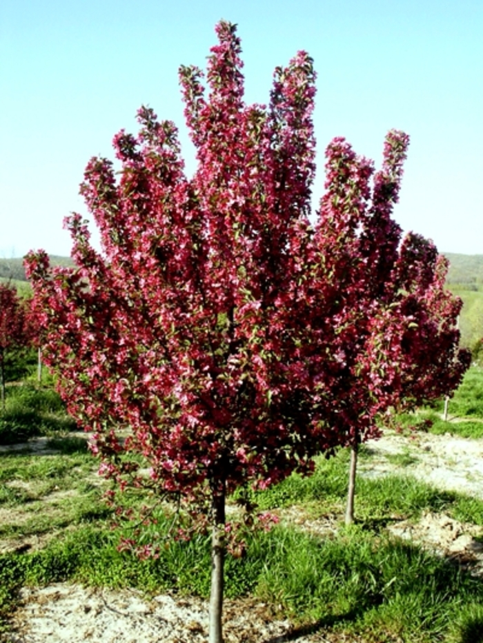 'Robinson' Robinson Crabapple - Malus from 93 Nursery and Landscape Supply