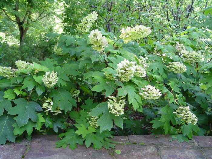 Oakleaf Hydrangea - Hydrangea quercifolia from 93 Nursery and Landscape Supply