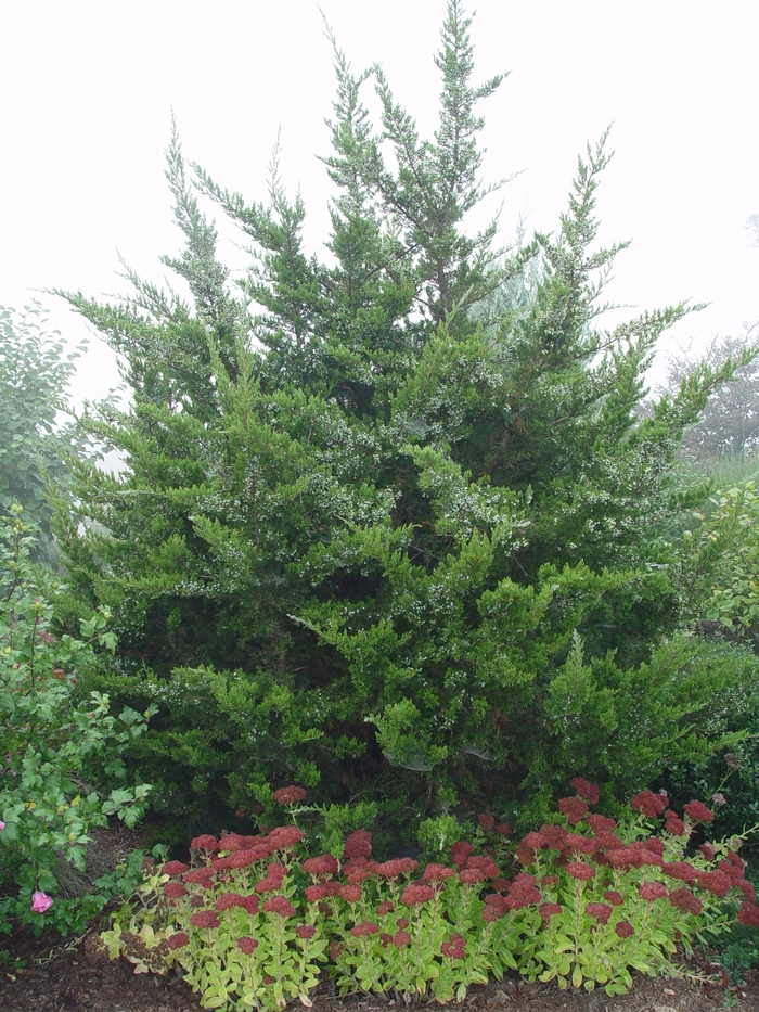 Eastern Red Cedar - Juniperus virginiana from 93 Nursery and Landscape Supply