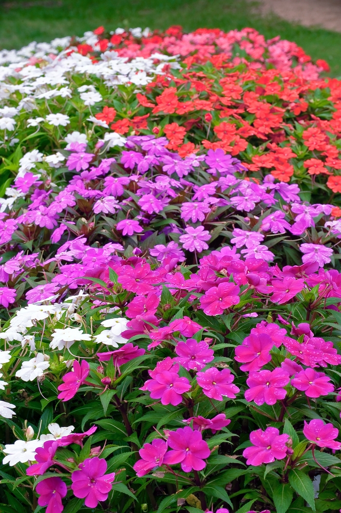 SunPatiens® 'Series' - Impatiens from 93 Nursery and Landscape Supply