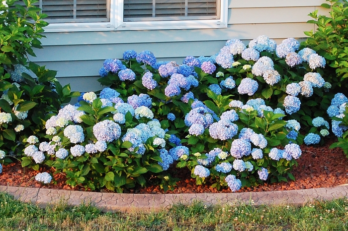 'Big Daddy' Bigleaf Hydrangea - Hydrangea macrophylla from 93 Nursery and Landscape Supply