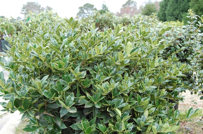Holly Carissa - Ilex cornuta ''Carissa'' from 93 Nursery and Landscape Supply
