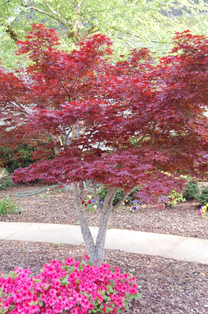 Japanese Maple 'Bloodgood' - Acer palmatum var. atropurpureum from 93 Nursery and Landscape Supply