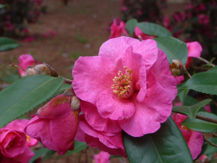 'Kanjiro' Camellia - Camellia sasanqua from 93 Nursery and Landscape Supply