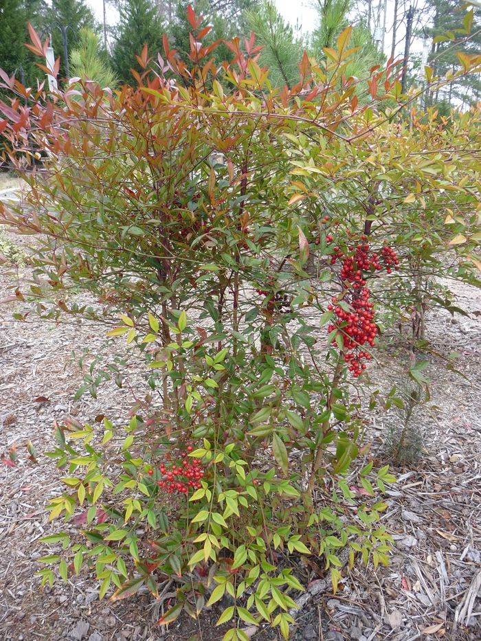 Nandina Compact - Heavenly Bamboo from 93 Nursery and Landscape Supply