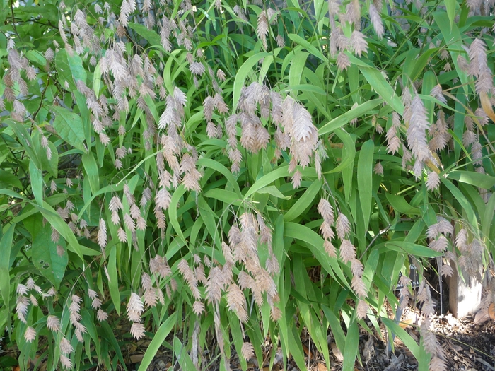 Northern Sea Oats - Chasmanthium latifolium from 93 Nursery and Landscape Supply