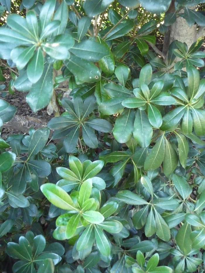 ''Wheeler''s Dwarf'' Dwarf Mock Orange - Pittosporum tobira from 93 Nursery and Landscape Supply