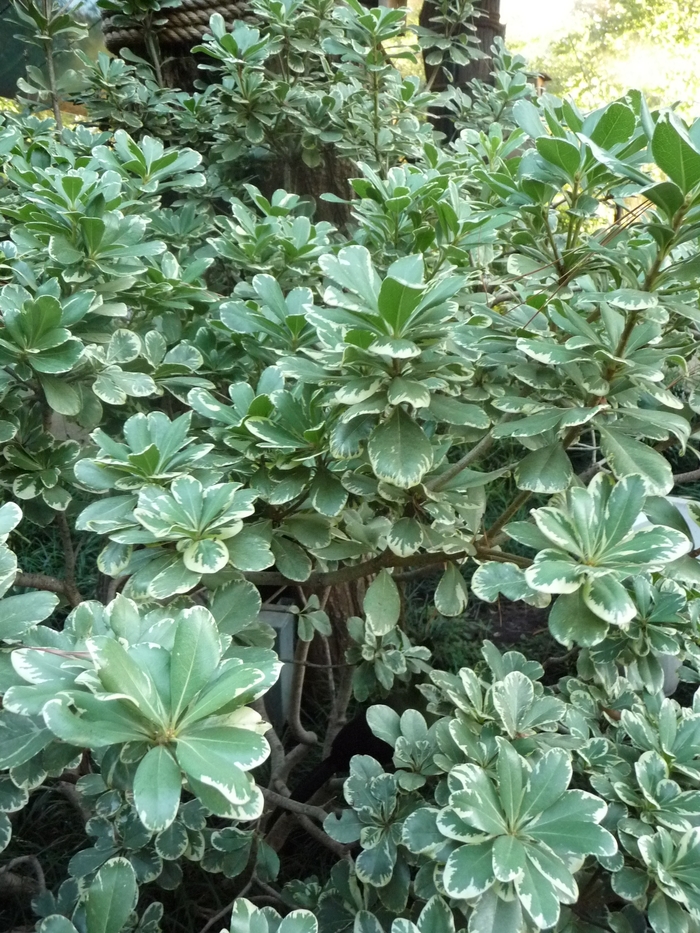 'Variegata' Variegated Mock Orange - Pittosporum tobira from 93 Nursery and Landscape Supply