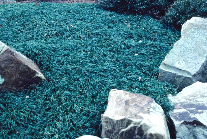Dwarf Mondo Grass - Ophiopogon japonicus from 93 Nursery and Landscape Supply