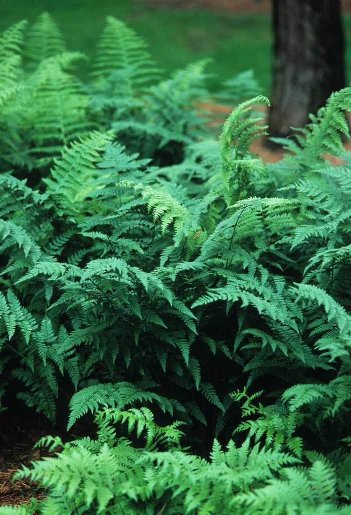 Common Wood Fern - Athyrium filix-femina from 93 Nursery and Landscape Supply