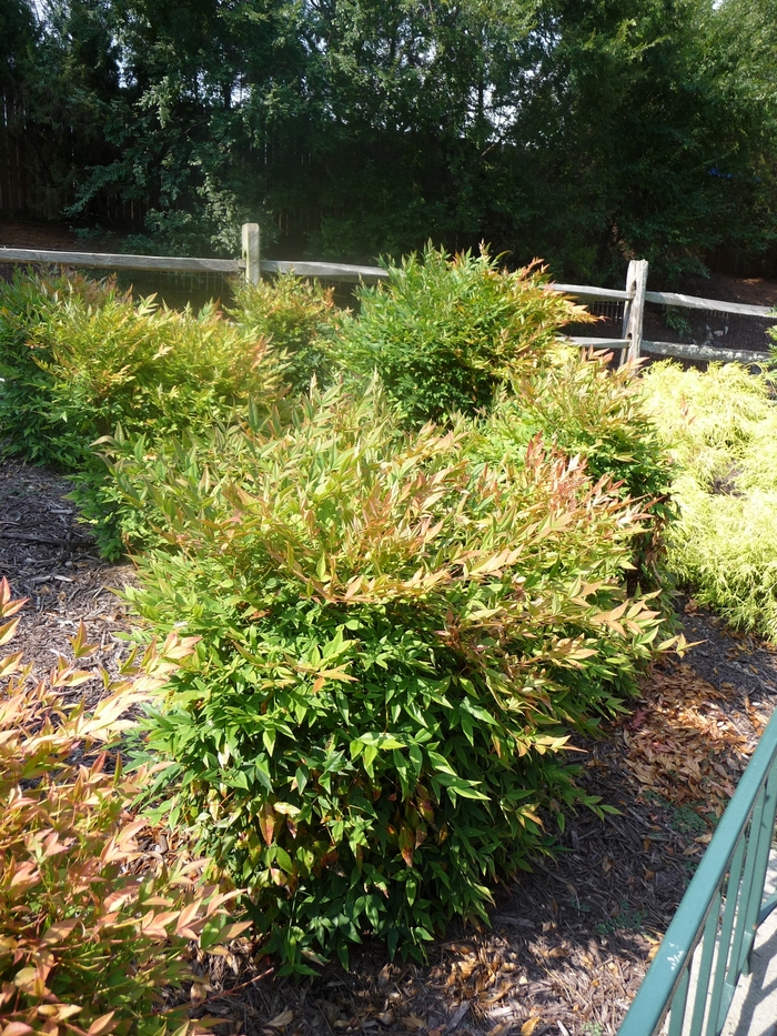 'Gulf Stream' Heavenly Bamboo - Nandina domestica from 93 Nursery and Landscape Supply