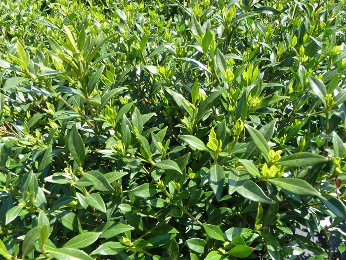 'Frost Proof' - Gardenia jasminoides from 93 Nursery and Landscape Supply