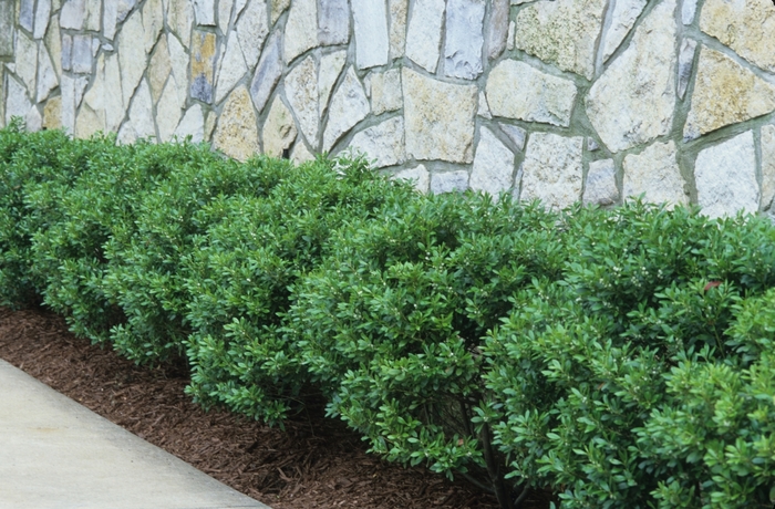 'Soft Touch' Compact Japanese Holly - Ilex crenata from 93 Nursery and Landscape Supply