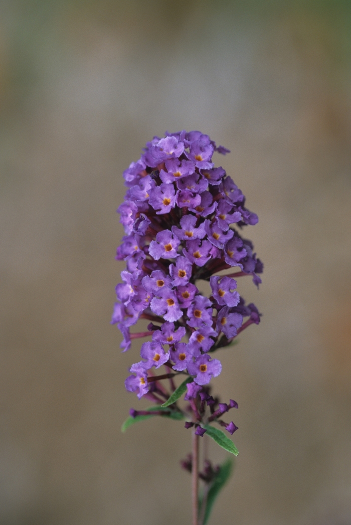 'Nanho Blue' Butterfly Bush - Buddleia davidii from 93 Nursery and Landscape Supply