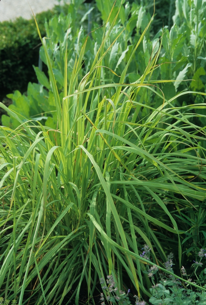 Lemon Grass - Cymbopogon citratus from 93 Nursery and Landscape Supply