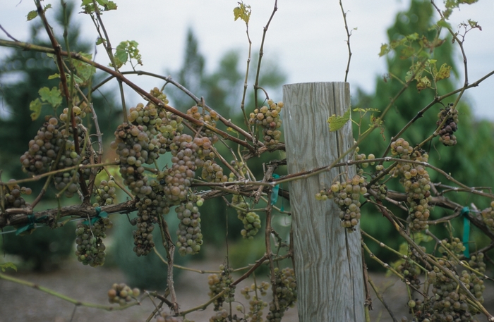 'Blanca' White Grape - Vitis vinifera from 93 Nursery and Landscape Supply