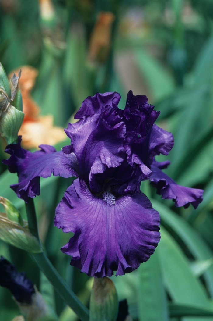 'Dashing' Bearded Iris - Iris germanica from 93 Nursery and Landscape Supply