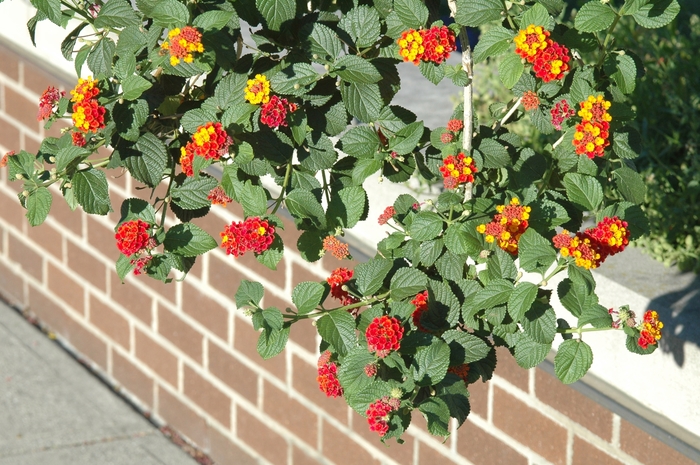 'Miss Huff' - Lantana camara from 93 Nursery and Landscape Supply