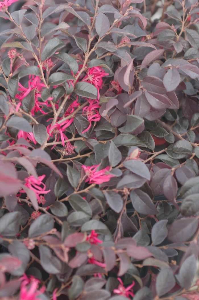 'Burgundy' Chinese Fringe-Flower - Loropetalum chinense var. rubrum from 93 Nursery and Landscape Supply