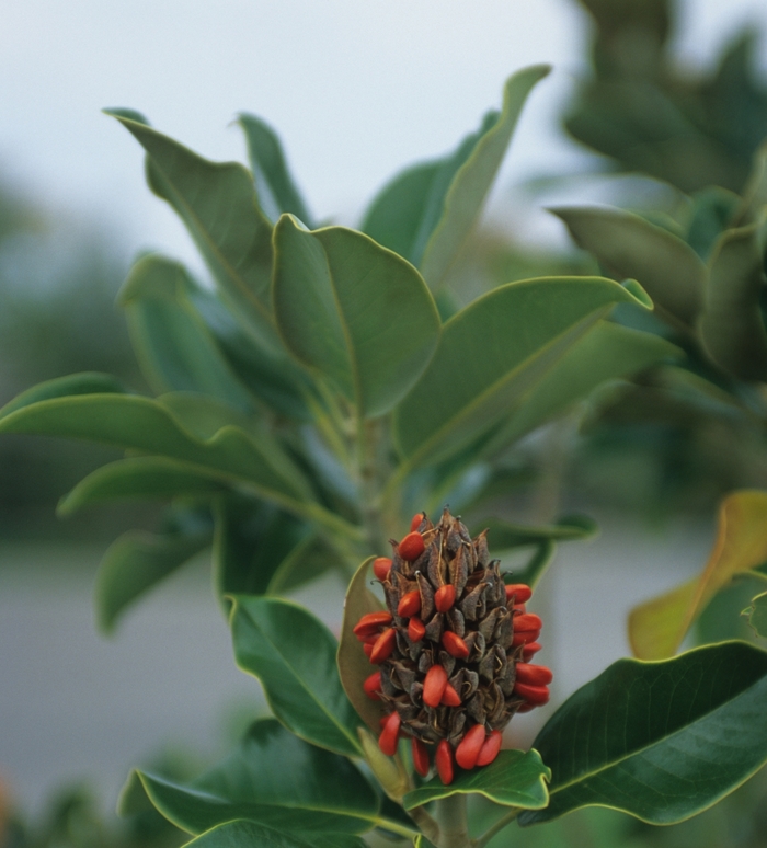 Magnolia 'Claudia Wannamaker' - Magnolia grandiflora from 93 Nursery and Landscape Supply