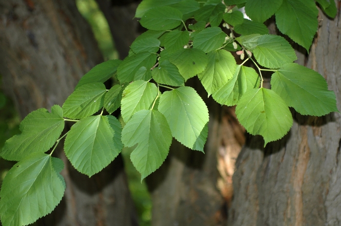 Fruiting Mulberry - Morus rubra from 93 Nursery and Landscape Supply