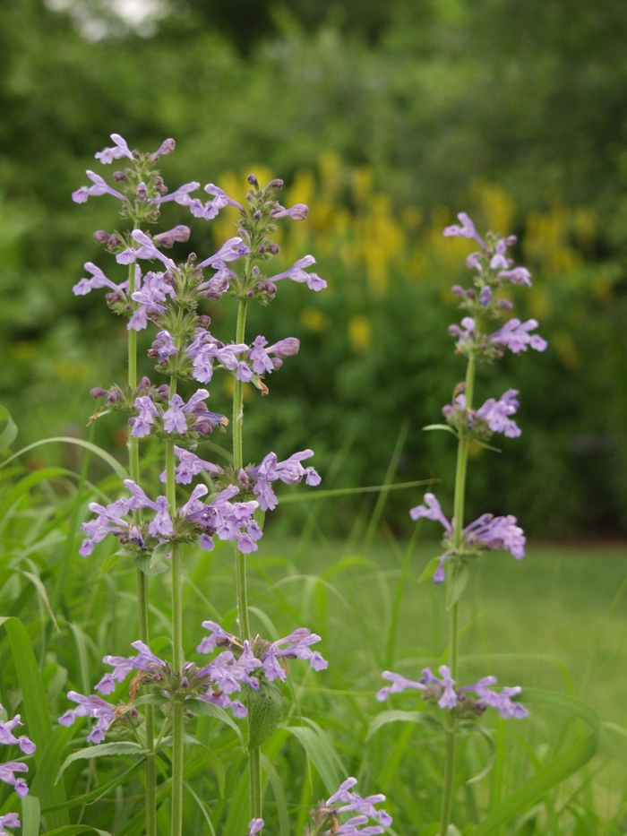 Catmint - Nepeta subsessilis from 93 Nursery and Landscape Supply