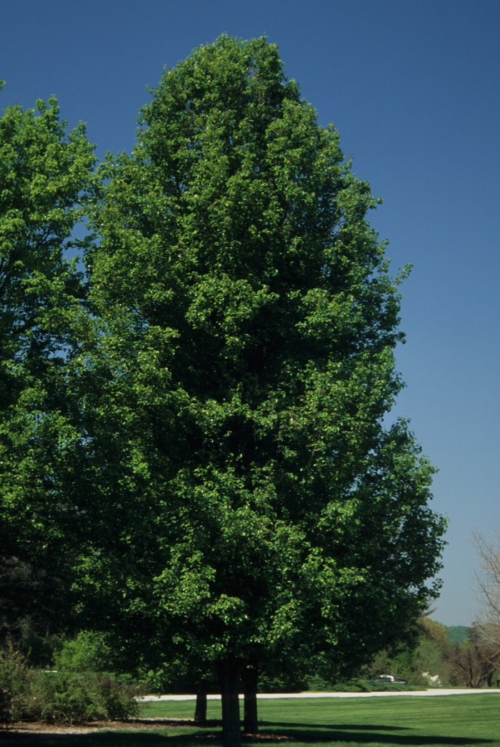 'Cleveland Select' Cleveland Pear - Pyrus calleryana from 93 Nursery and Landscape Supply