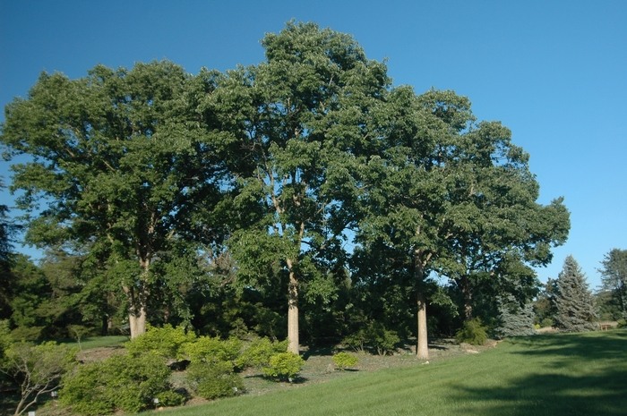 Chinquapin Oak - Quercus muehlenbergii from 93 Nursery and Landscape Supply