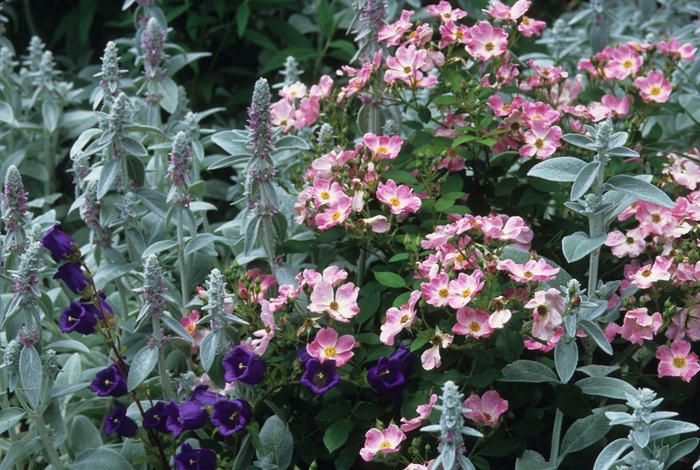 'Nearly Wild' Shrub Rose - Rosa from 93 Nursery and Landscape Supply