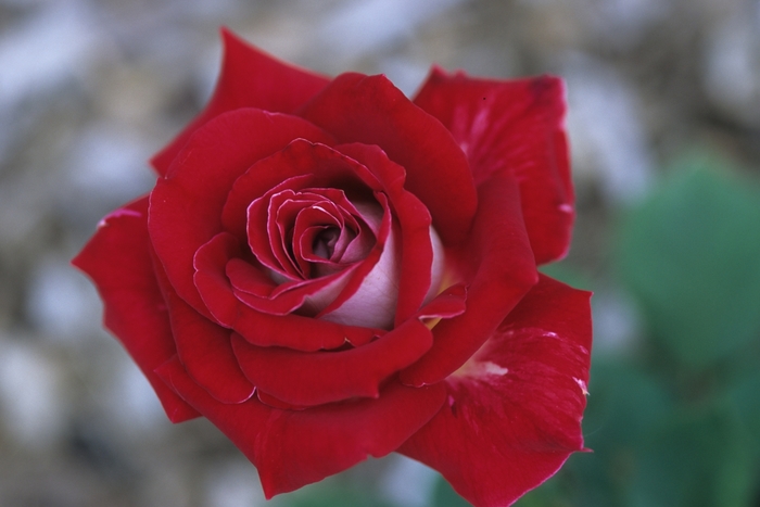 Snowfire Rose - Rosa from 93 Nursery and Landscape Supply