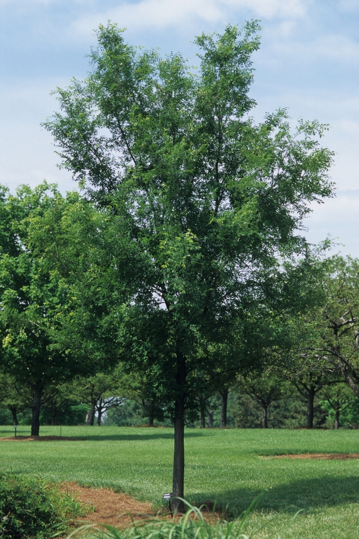 Lacebark Elm - Ulmus parvifolia from 93 Nursery and Landscape Supply