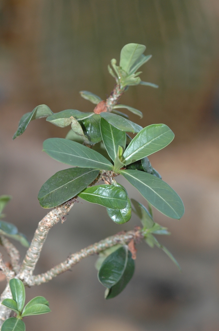 Desert Rose - Adenium obesum from 93 Nursery and Landscape Supply