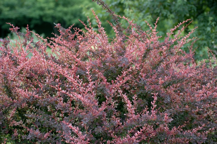 'Rose Glow' Japanese Barberry - Berberis thunbergii from 93 Nursery and Landscape Supply