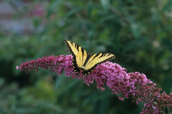 'Pink Delight' Butterfly Bush - Buddleia from 93 Nursery and Landscape Supply