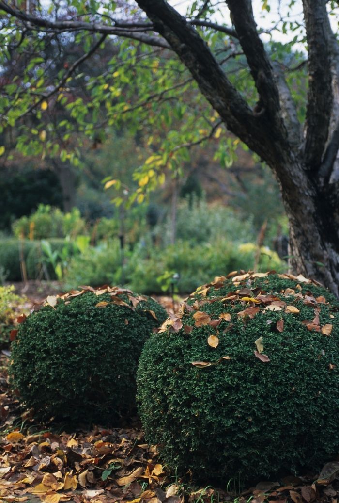 'Wintergreen' Boxwood - Buxus microphylla var. japonica from 93 Nursery and Landscape Supply