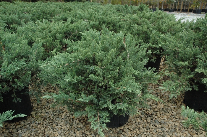 'Expansa ('Parsonii')' Parsons Juniper - Juniperus davurica from 93 Nursery and Landscape Supply