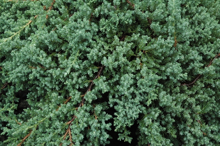 'Nana' Japanese Garden Juniper - Juniperus procumbens from 93 Nursery and Landscape Supply